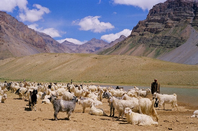 Pastoral Lifestyle - Spiti Himachal 